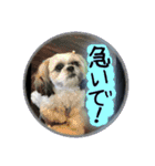 シーズー親子のまいにち②（個別スタンプ：10）