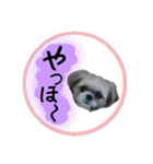 シーズー親子のまいにち②（個別スタンプ：11）