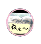 シーズー親子のまいにち②（個別スタンプ：13）