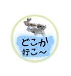 シーズー親子のまいにち②（個別スタンプ：14）