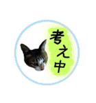 シーズー親子のまいにち②（個別スタンプ：16）