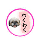 シーズー親子のまいにち②（個別スタンプ：17）