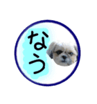 シーズー親子のまいにち②（個別スタンプ：18）