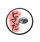 シーズー親子のまいにち②（個別スタンプ：19）
