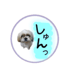 シーズー親子のまいにち②（個別スタンプ：21）