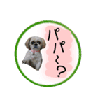 シーズー親子のまいにち②（個別スタンプ：22）