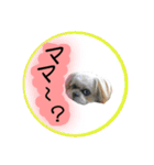 シーズー親子のまいにち②（個別スタンプ：23）