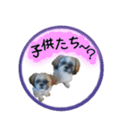 シーズー親子のまいにち②（個別スタンプ：24）