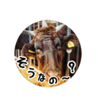 うみやま～その③八重山（個別スタンプ：1）