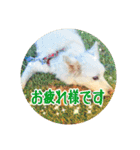 うみやま～その③八重山（個別スタンプ：3）