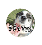 うみやま～その③八重山（個別スタンプ：4）