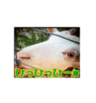うみやま～その③八重山（個別スタンプ：7）