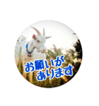 うみやま～その③八重山（個別スタンプ：10）