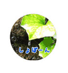 うみやま～その③八重山（個別スタンプ：15）