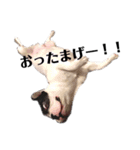 よく使うフレブル福ちゃん（個別スタンプ：15）