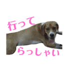 まほろのスタンプ（個別スタンプ：7）