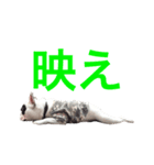愛しのフレブル 3（個別スタンプ：1）