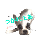 愛しのフレブル 3（個別スタンプ：6）
