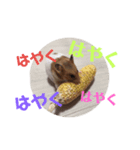 うちのハム子さん 2（個別スタンプ：5）