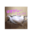 うちのハム子さん 2（個別スタンプ：7）