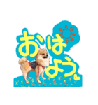 ポメラニアン♡日常用語☆（個別スタンプ：2）