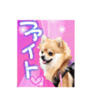 ポメラニアン♡日常用語☆（個別スタンプ：3）