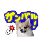 ポメラニアン♡日常用語☆（個別スタンプ：6）