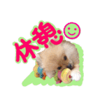 ポメラニアン♡日常用語☆（個別スタンプ：8）