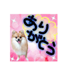 ポメラニアン♡日常用語☆（個別スタンプ：14）