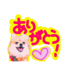 ポメラニアン♡日常用語☆（個別スタンプ：15）