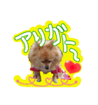 ポメラニアン♡日常用語☆（個別スタンプ：16）