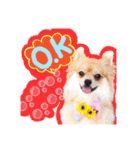 ポメラニアン♡日常用語☆（個別スタンプ：17）