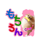 ポメラニアン♡日常用語☆（個別スタンプ：18）