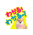 ポメラニアン♡日常用語☆（個別スタンプ：19）