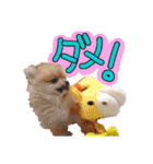 ポメラニアン♡日常用語☆（個別スタンプ：21）