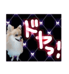 ポメラニアン♡日常用語☆（個別スタンプ：22）