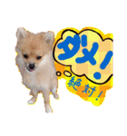 ポメラニアン♡日常用語☆（個別スタンプ：25）