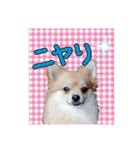ポメラニアン♡日常用語☆（個別スタンプ：28）