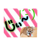 ポメラニアン♡日常用語☆（個別スタンプ：29）