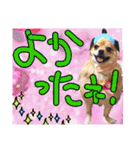 ポメラニアン♡日常用語☆（個別スタンプ：31）