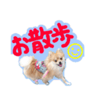 ポメラニアン♡日常用語☆（個別スタンプ：34）