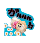 ポメラニアン♡日常用語☆（個別スタンプ：37）