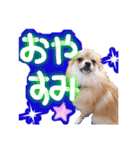 ポメラニアン♡日常用語☆（個別スタンプ：38）