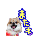 ポメラニアン♡日常用語☆（個別スタンプ：40）