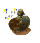 うずらサン。（個別スタンプ：1）