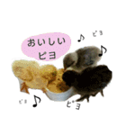 うずらサン。（個別スタンプ：2）