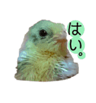 うずらサン。（個別スタンプ：3）