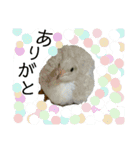 うずらサン。（個別スタンプ：4）
