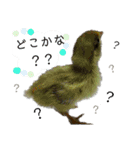 うずらサン。（個別スタンプ：8）