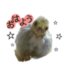 うずらサン。（個別スタンプ：9）